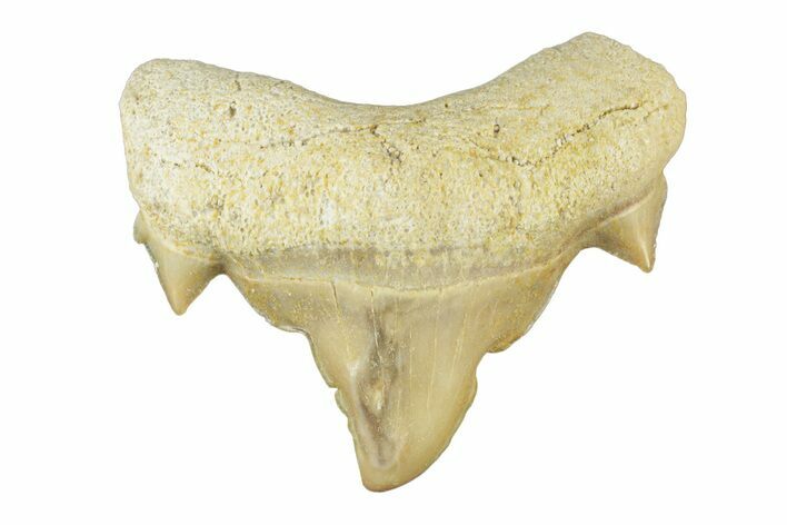 Pathological Otodus Shark Tooth - Morocco #252481
